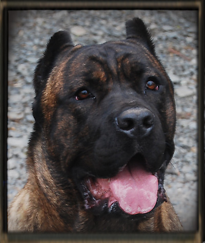 old world cane corso