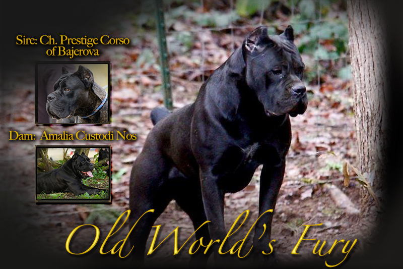 cane corso puppy