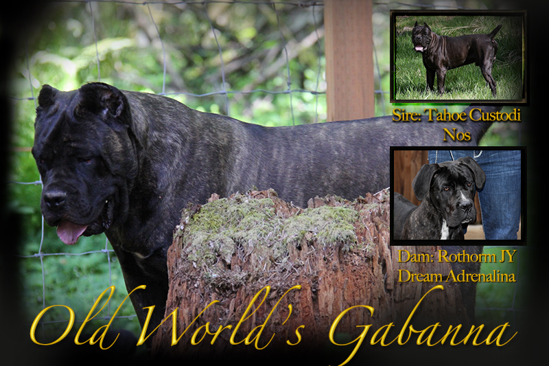 old world cane corso puppy