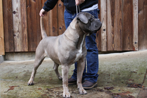 cane corso, rustic, breeder, puppies, blue, old world