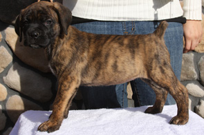 cane corso puppy