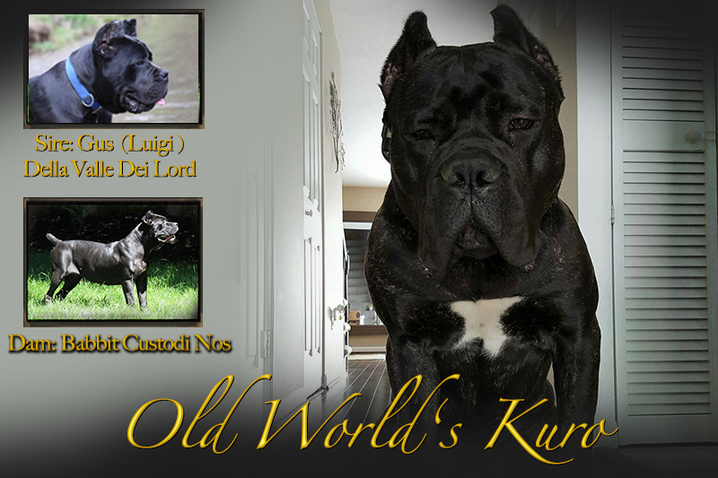 cane corso