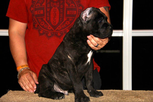cane corso for sale