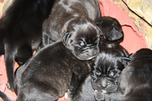 cane corso puppies for sale
