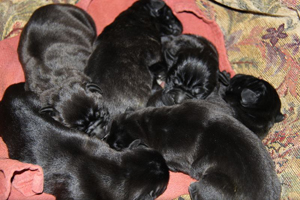 cane corso puppies for sale