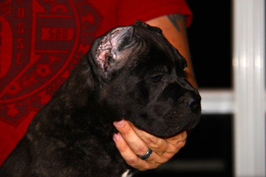 cane corso for sale