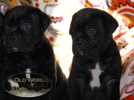 cane corso for sale