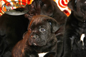 cane corso for sale
