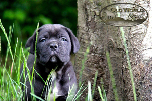cane corso for sale