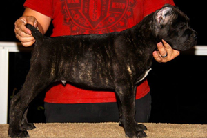 cane corso for sale