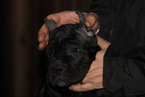 cane corso puppies old world