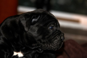 cane corso puppies old world