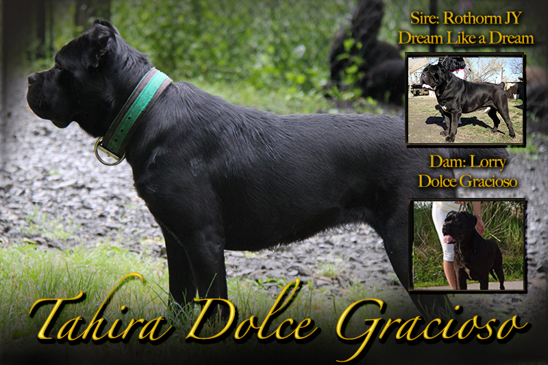 molly cane corso