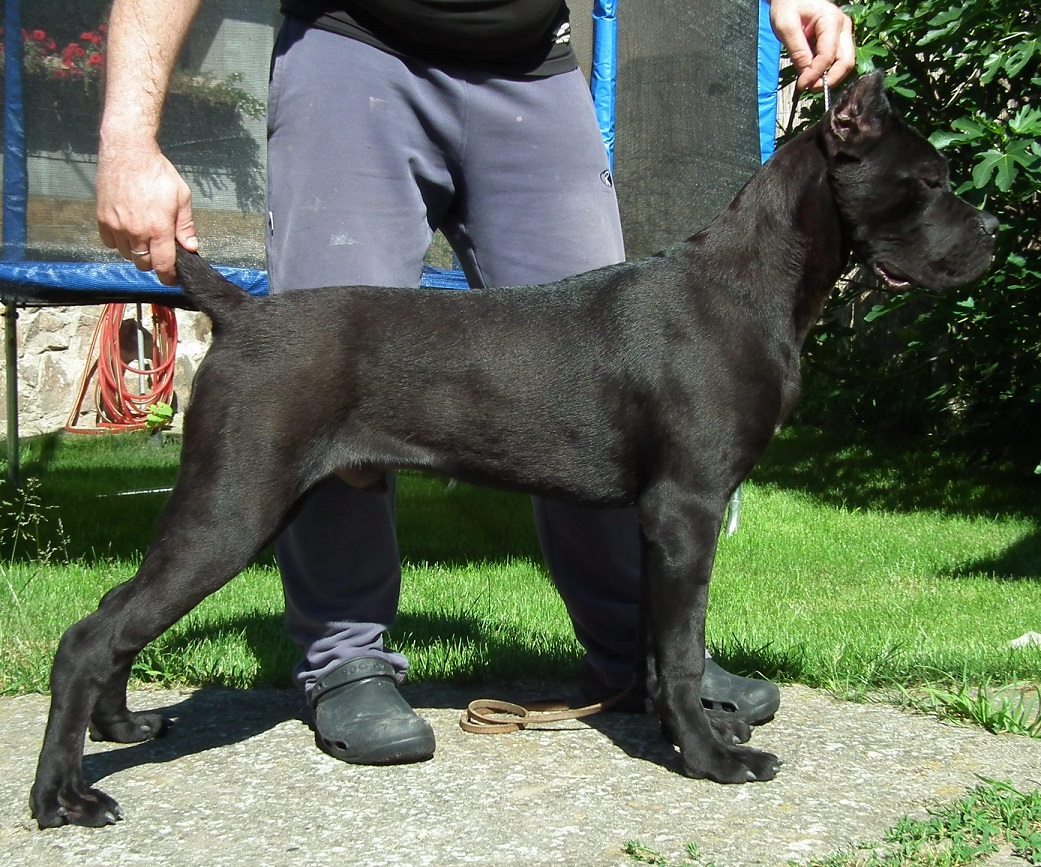 cane corso puppy old world 