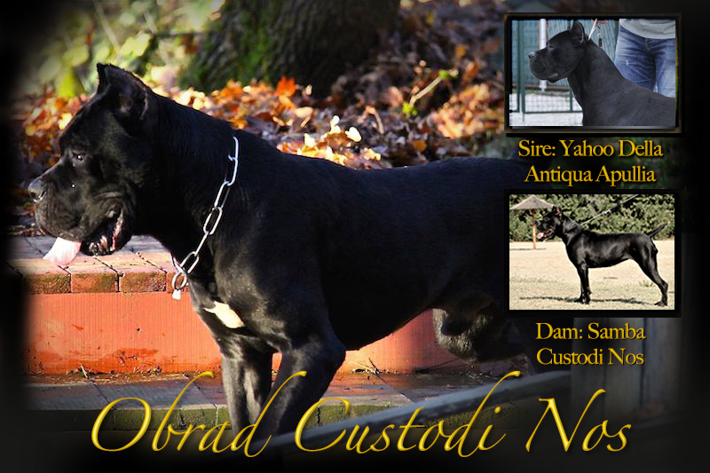 tahoe custodi nos old world cane corso