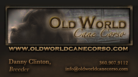 Old World Cane Corso
