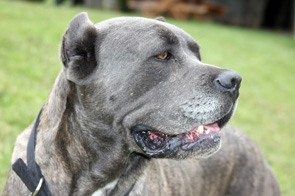 Ruby