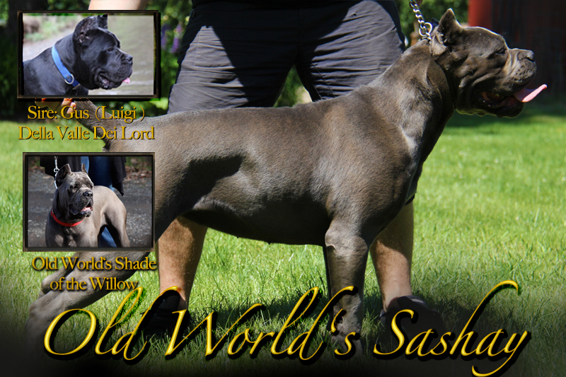 molly cane corso