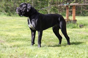 Old World Cane Corso Scout