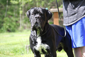 Old World Cane Corso Scout