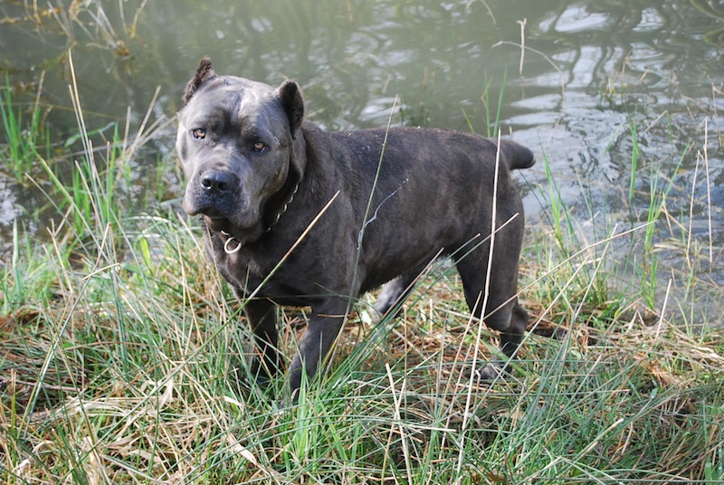 reverse blue brindle cane corso