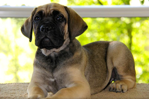 cane corso puppy old world