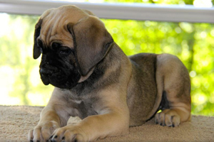 cane corso puppy old world