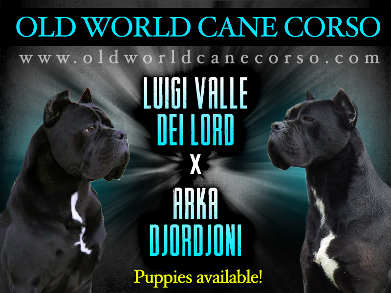 cane corso puppies for sale washington
