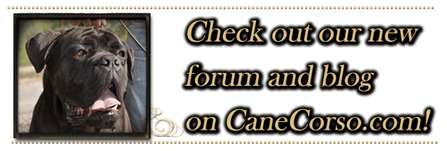 old world cane corso