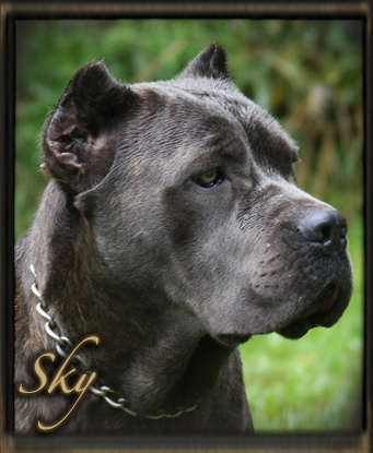 old world cane corso sky