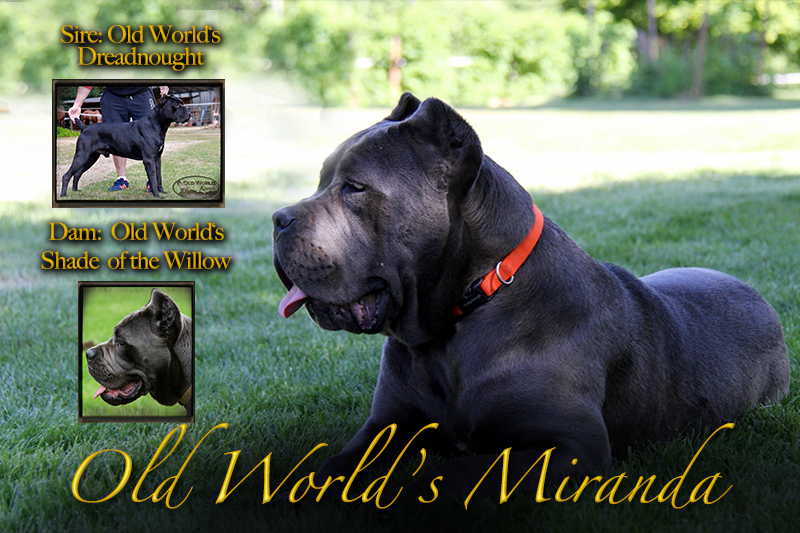 blue cane corso