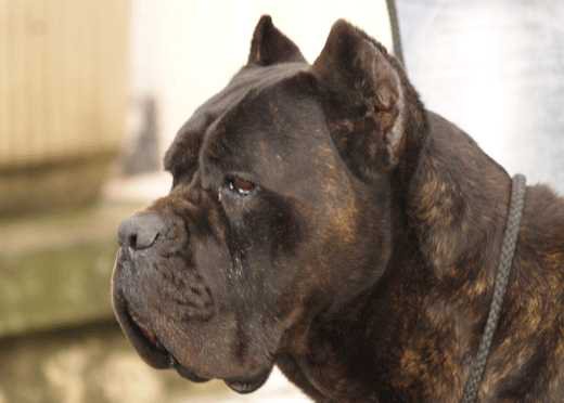 dyrium cane corso