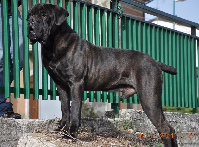 dyrium cane corso