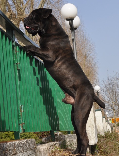 dyrium cane corso