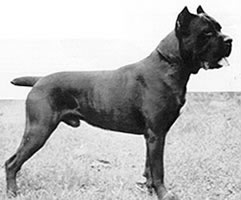 original cane corso breeders