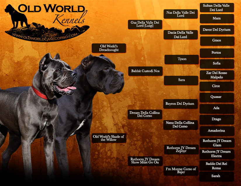 pedigree cane corso