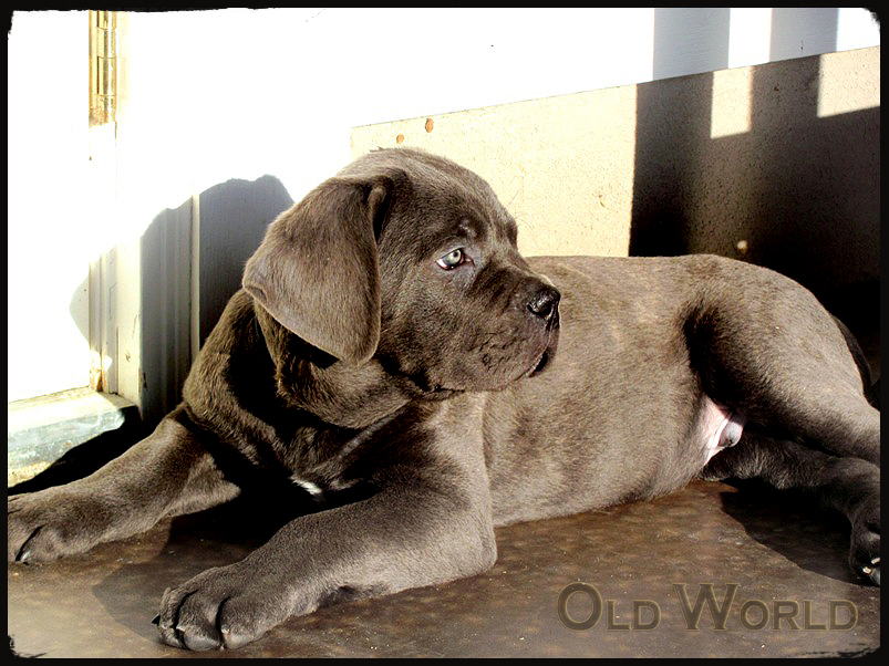 old world cane corso bolivar