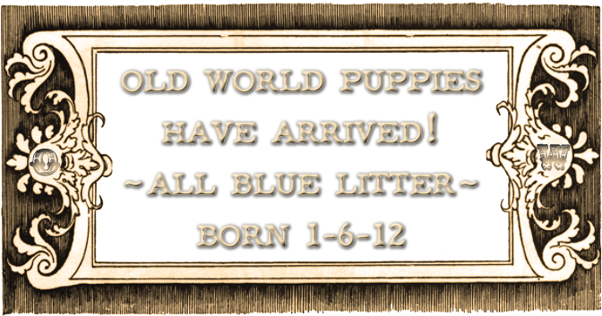 old world cane corso puppies