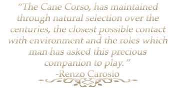 cane corso rustic