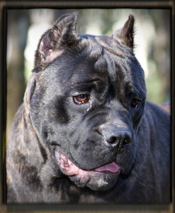 cane corso old world