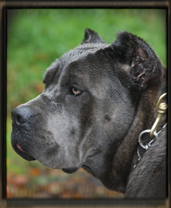 cane corso sky